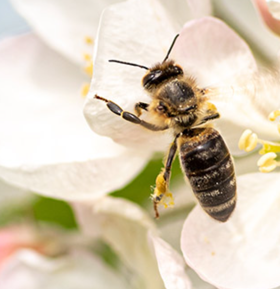 ENGLISH'S FRUIT NURSERY