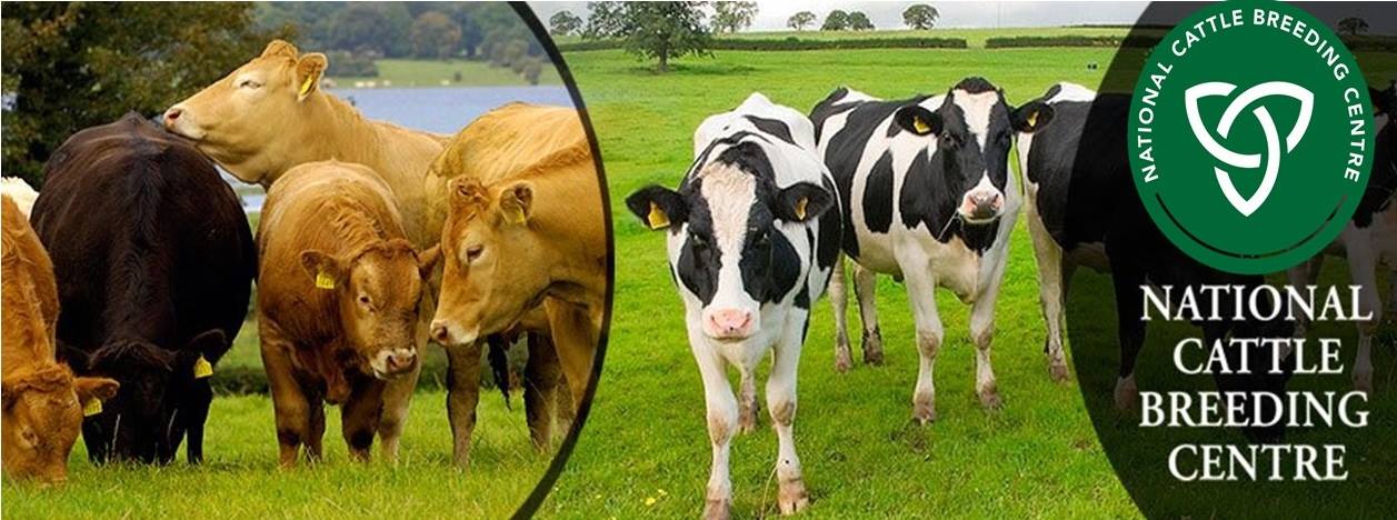 NATIONAL CATTLE BREEDING CENTRE