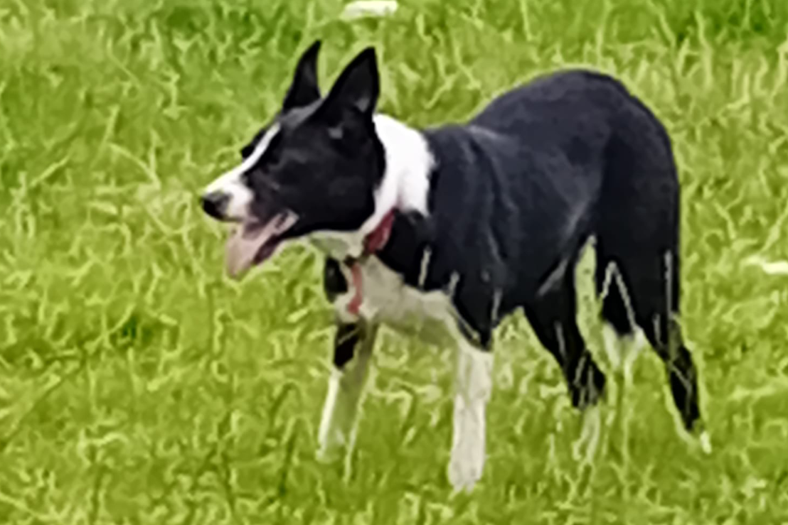Working collies male and female | Farmers Market