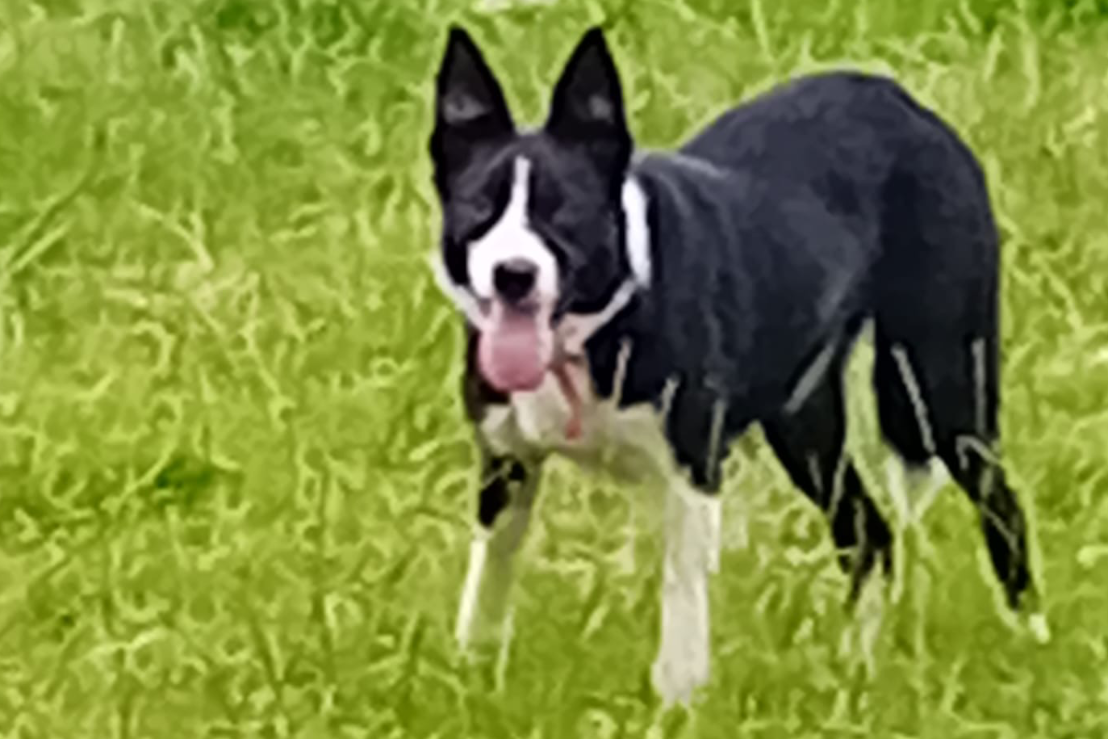 Working collies male and female | Farmers Market