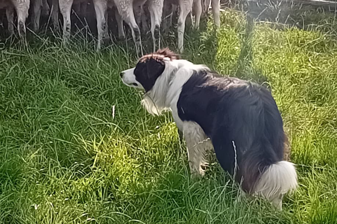 Working collies male and female | Farmers Market