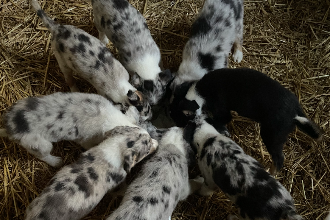 Blue Merle Collie Cross Pups Farmers Market