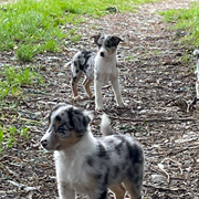 Blue Merle Collie Cross Pups Farmers Market