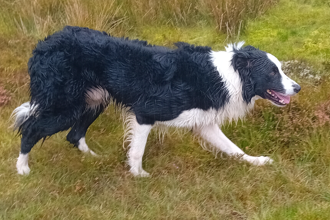 Fully trained shop sheepdogs for sale