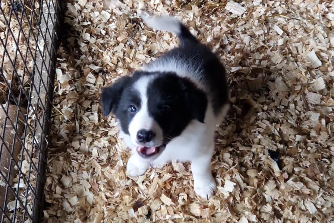 Isds sheepdog shop puppies for sale