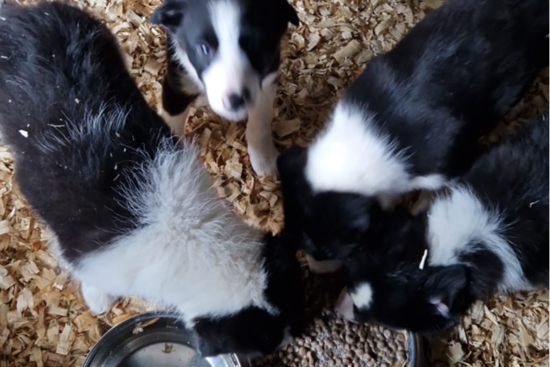 Isds sheepdog puppies for sale cheap