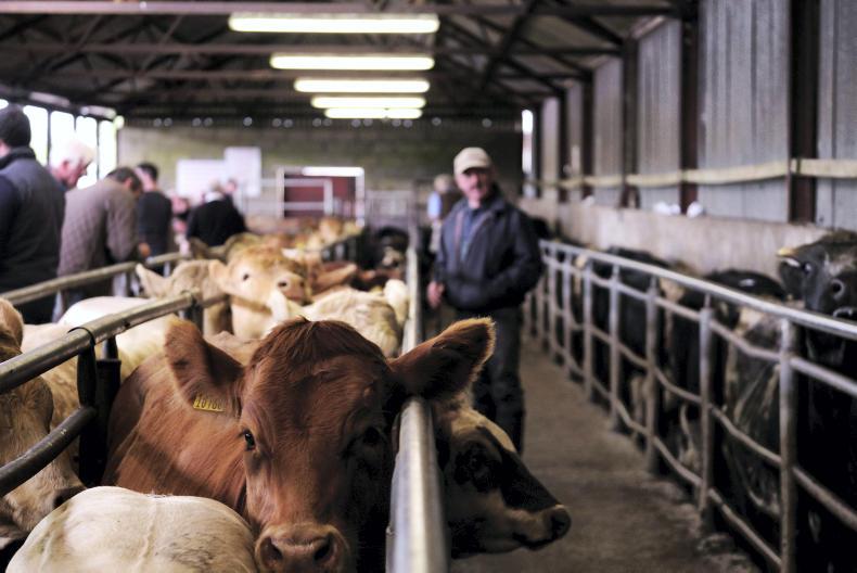 Ballyjamesduff livestock mart
