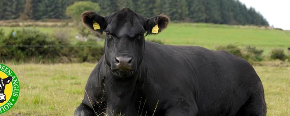 Angus Ireland Irish Angus Cattle Society | Farmers Market