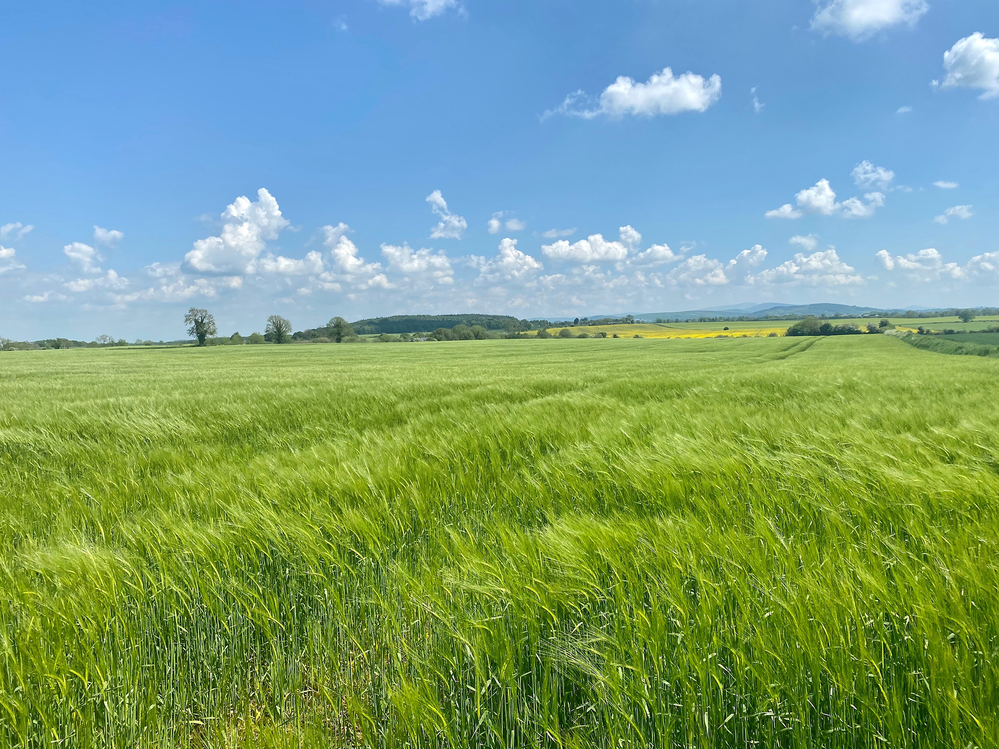 Land for rent/conacre